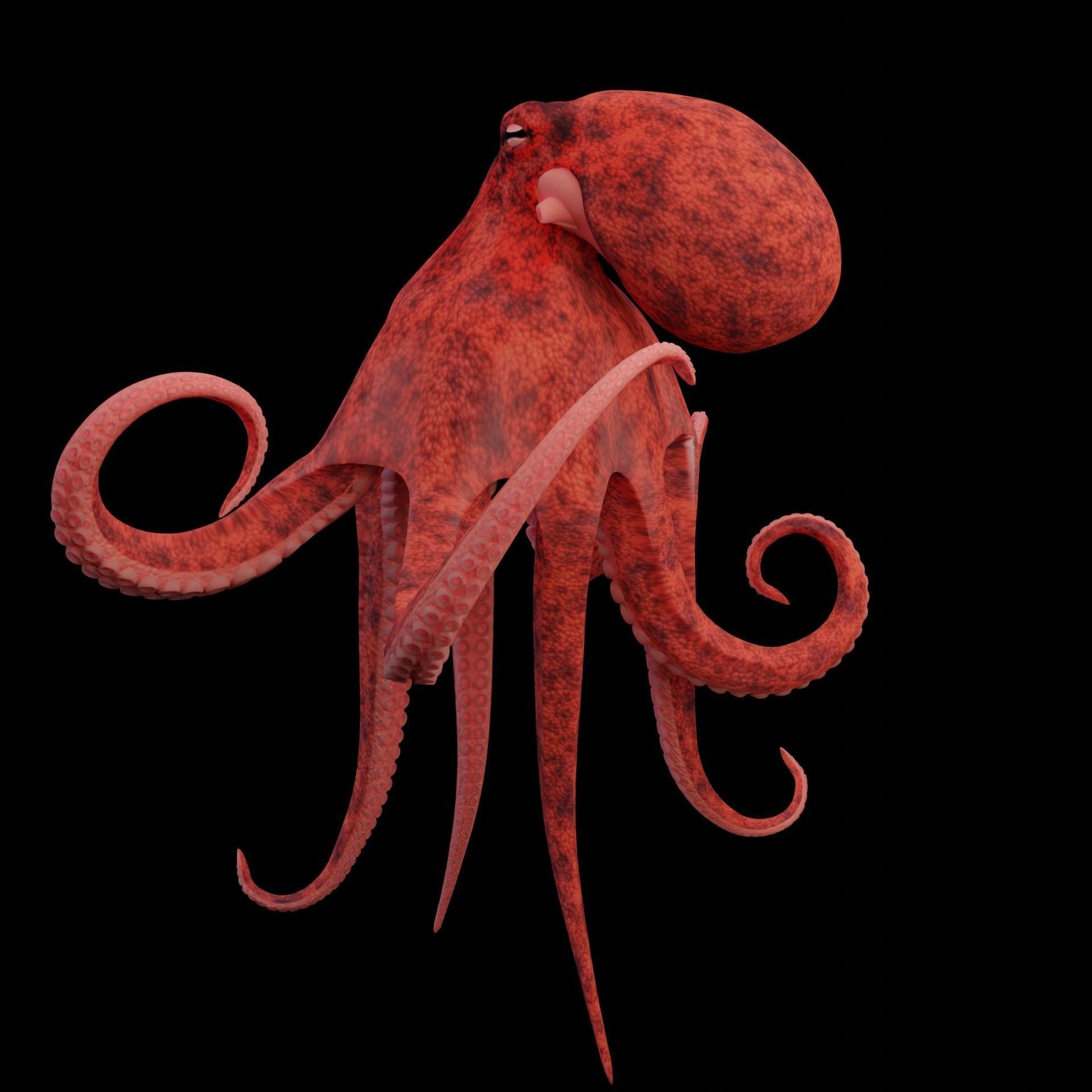 Animated Octopus Low-poly 3D model_17