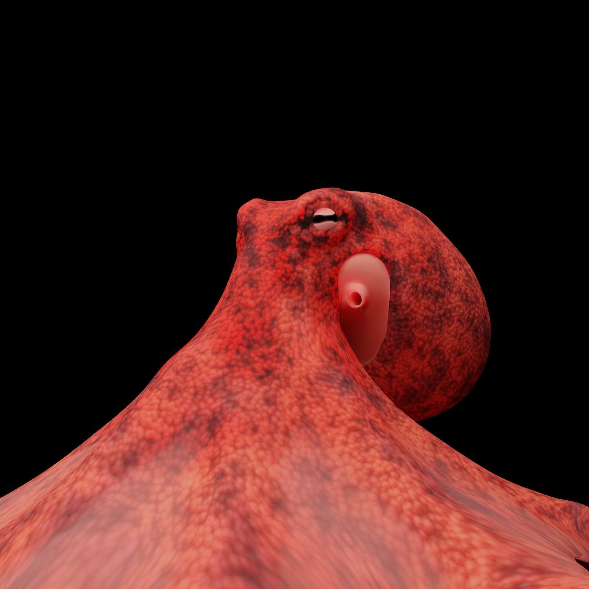 Animated Octopus Low-poly 3D model_13
