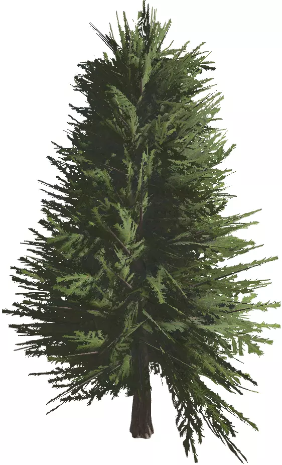 Pine Tree Free low-poly 3D model