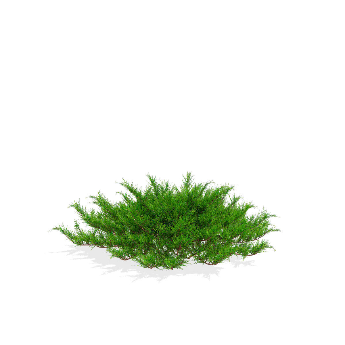 Juniperus sabina tamariscifolia 3D model_4