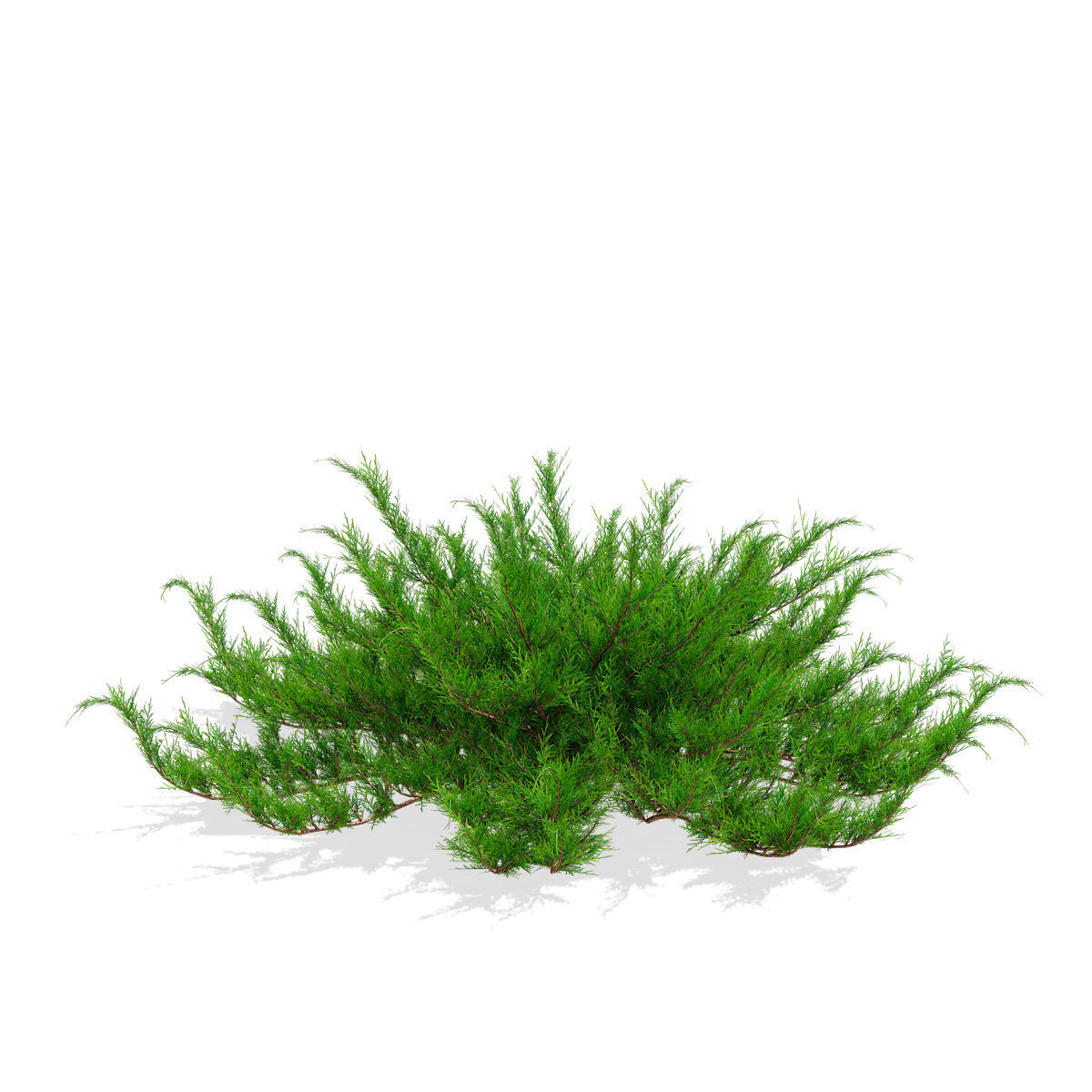Juniperus sabina tamariscifolia 3D model_3