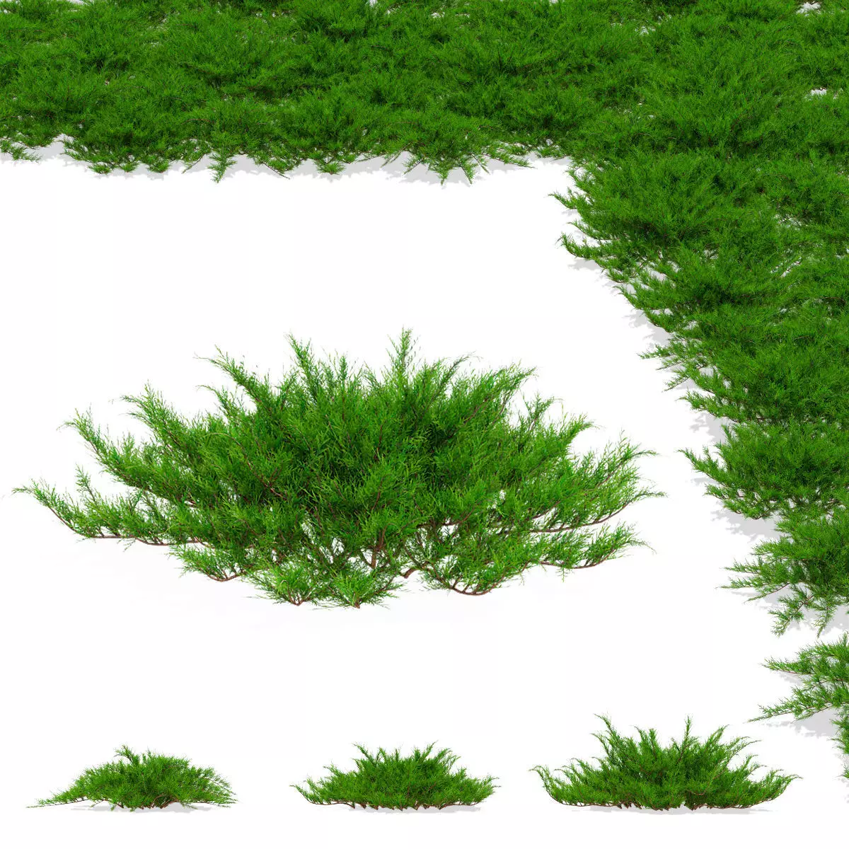 Juniperus sabina tamariscifolia 3D model_0