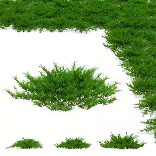Juniperus sabina tamariscifolia 3D model