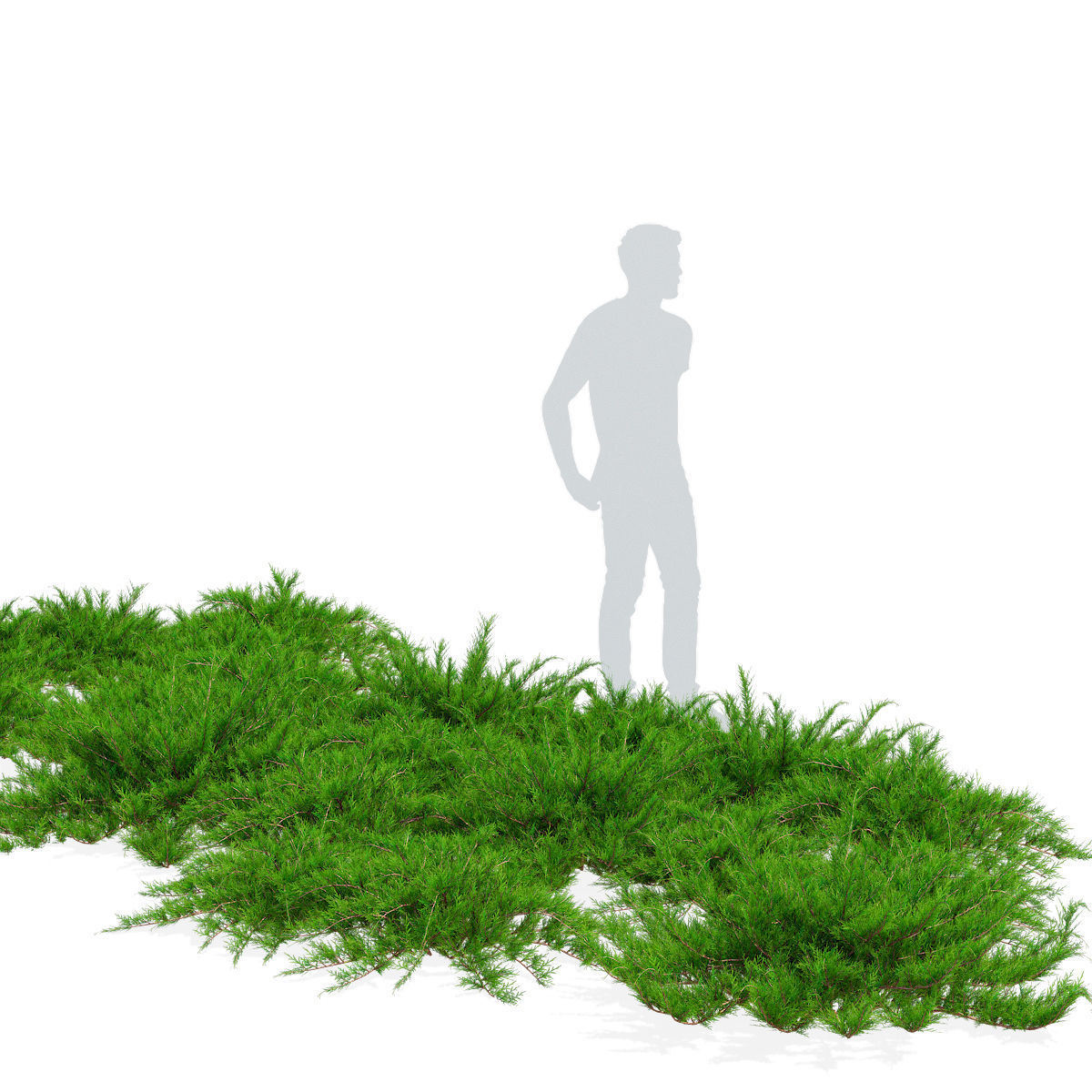 Juniperus sabina tamariscifolia 3D model_1