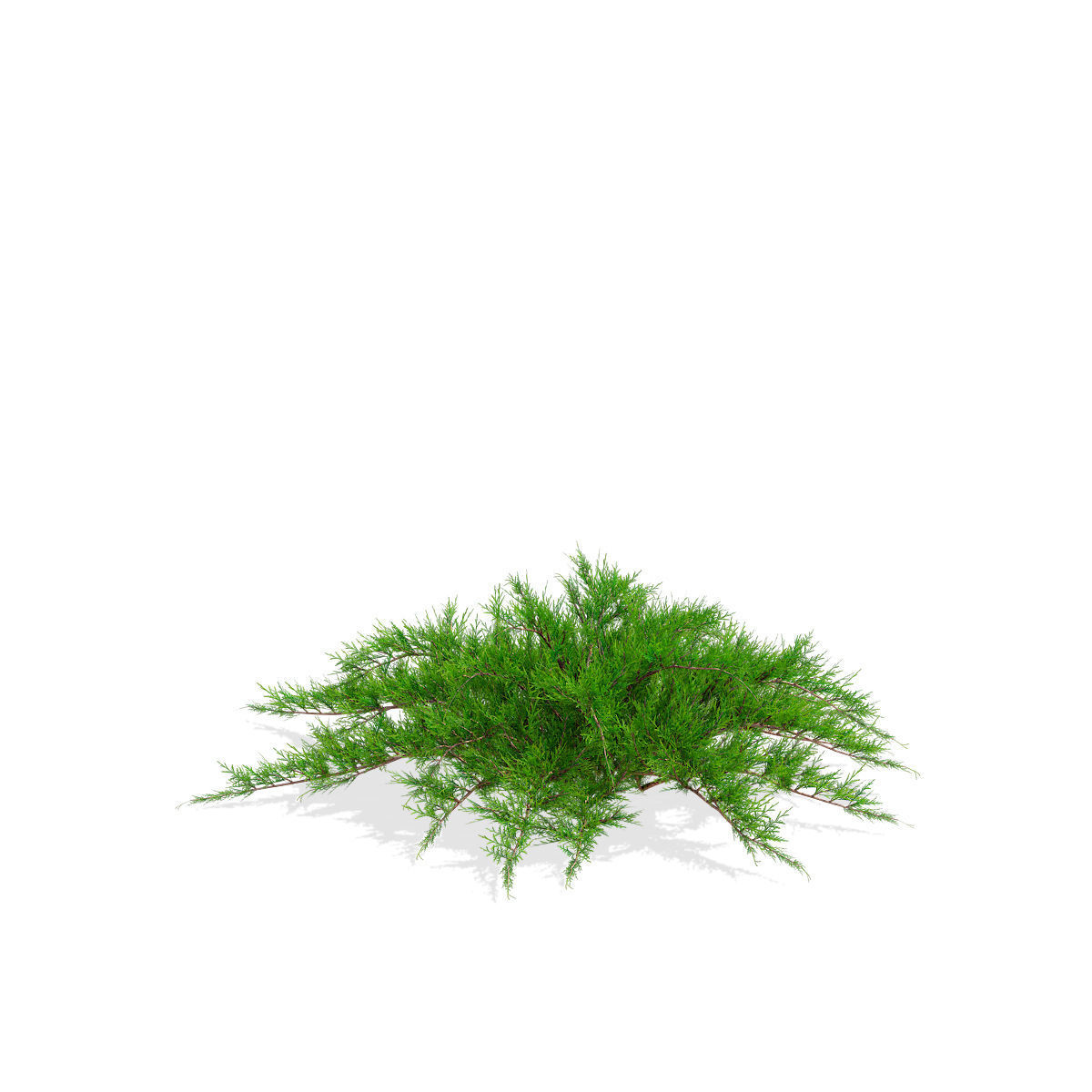 Juniperus sabina tamariscifolia 3D model_5