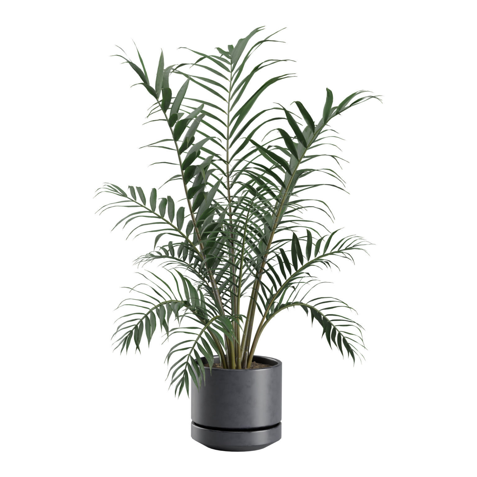 Indoor Plants Pack 31 3D model_7