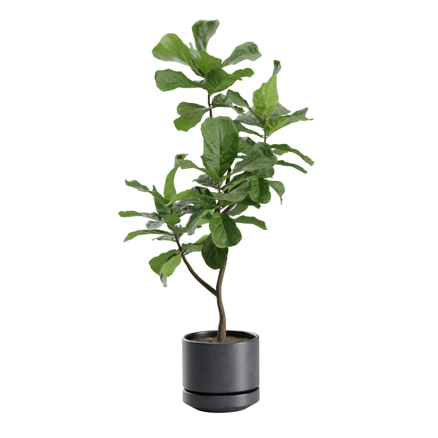 Indoor Plants Pack 31 3D model_5
