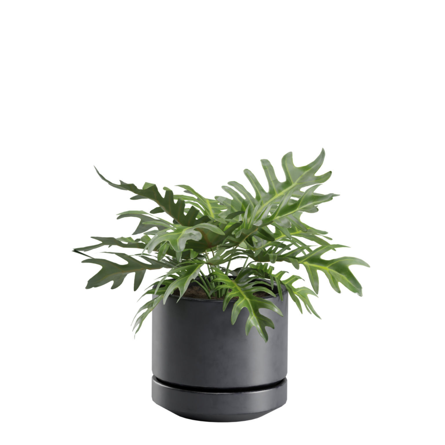 Indoor Plants Pack 31 3D model_9