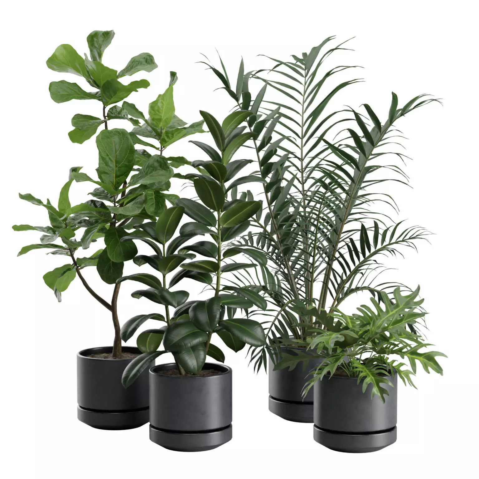 Indoor Plants Pack 31 3D model_0