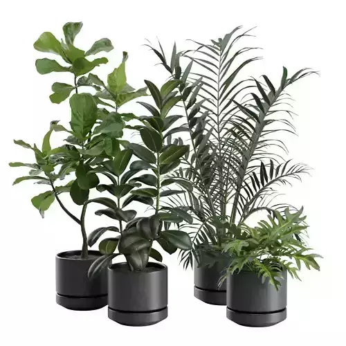 Indoor Plants Pack 31 3D model