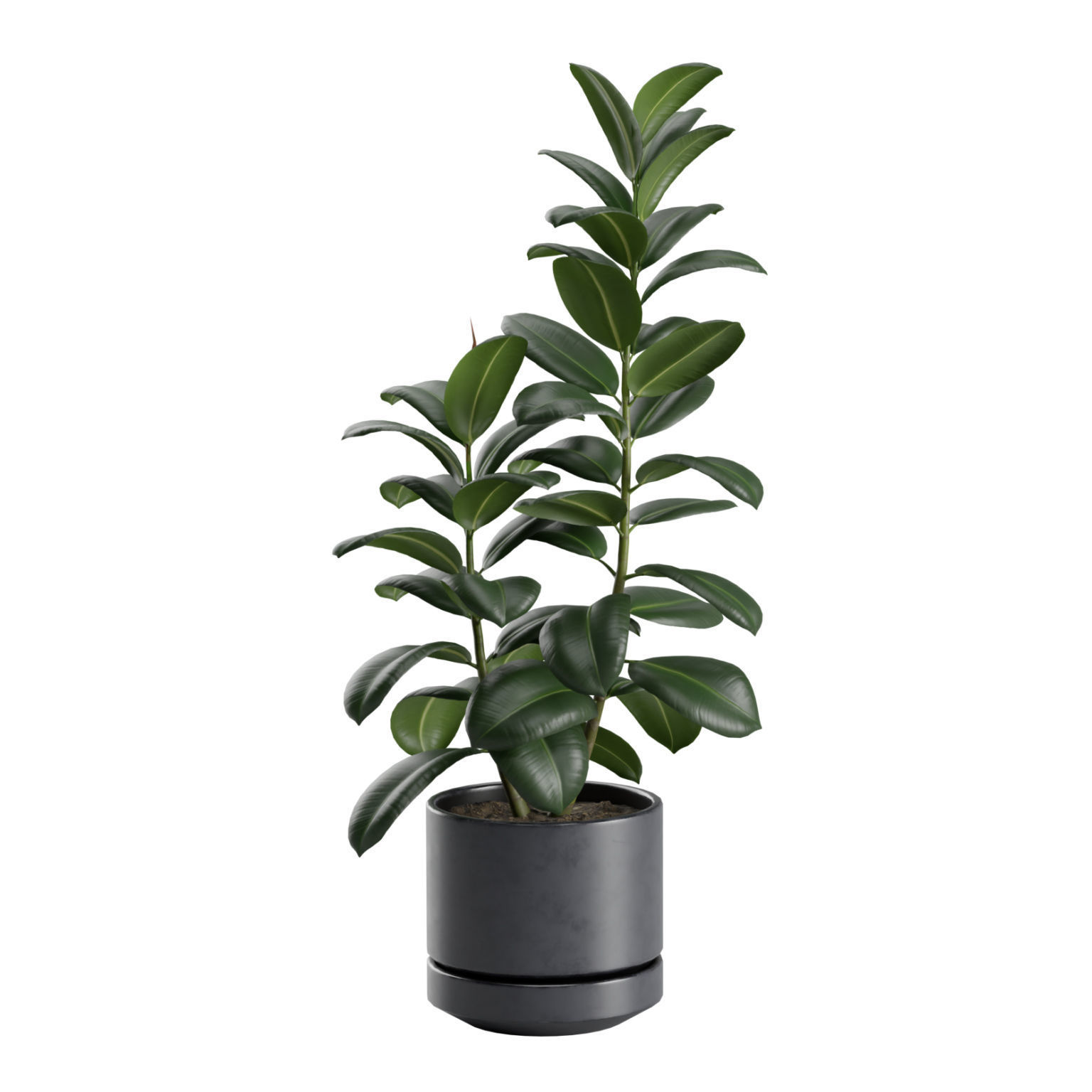 Indoor Plants Pack 31 3D model_3