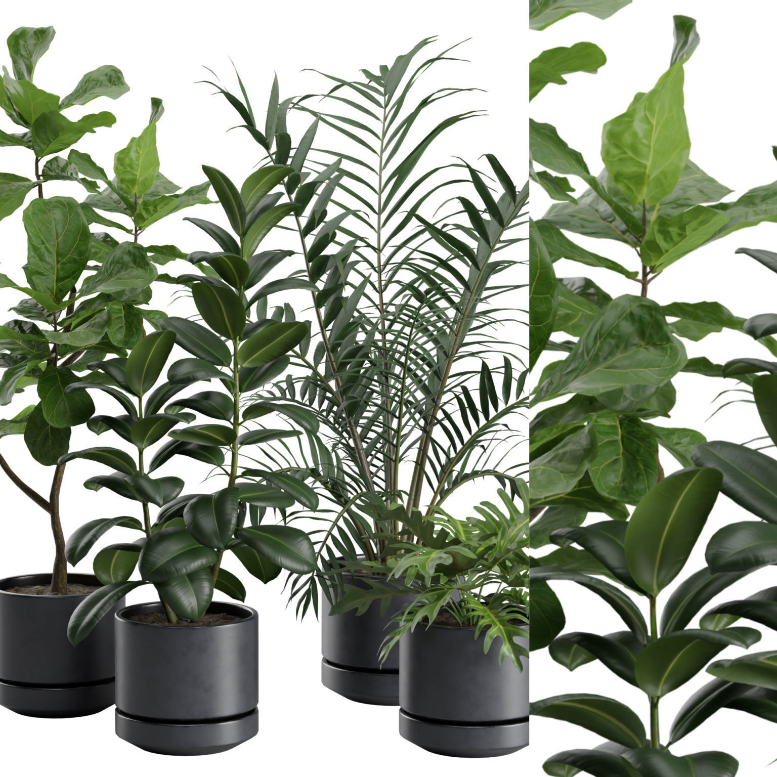 Indoor Plants Pack 31 3D model_1