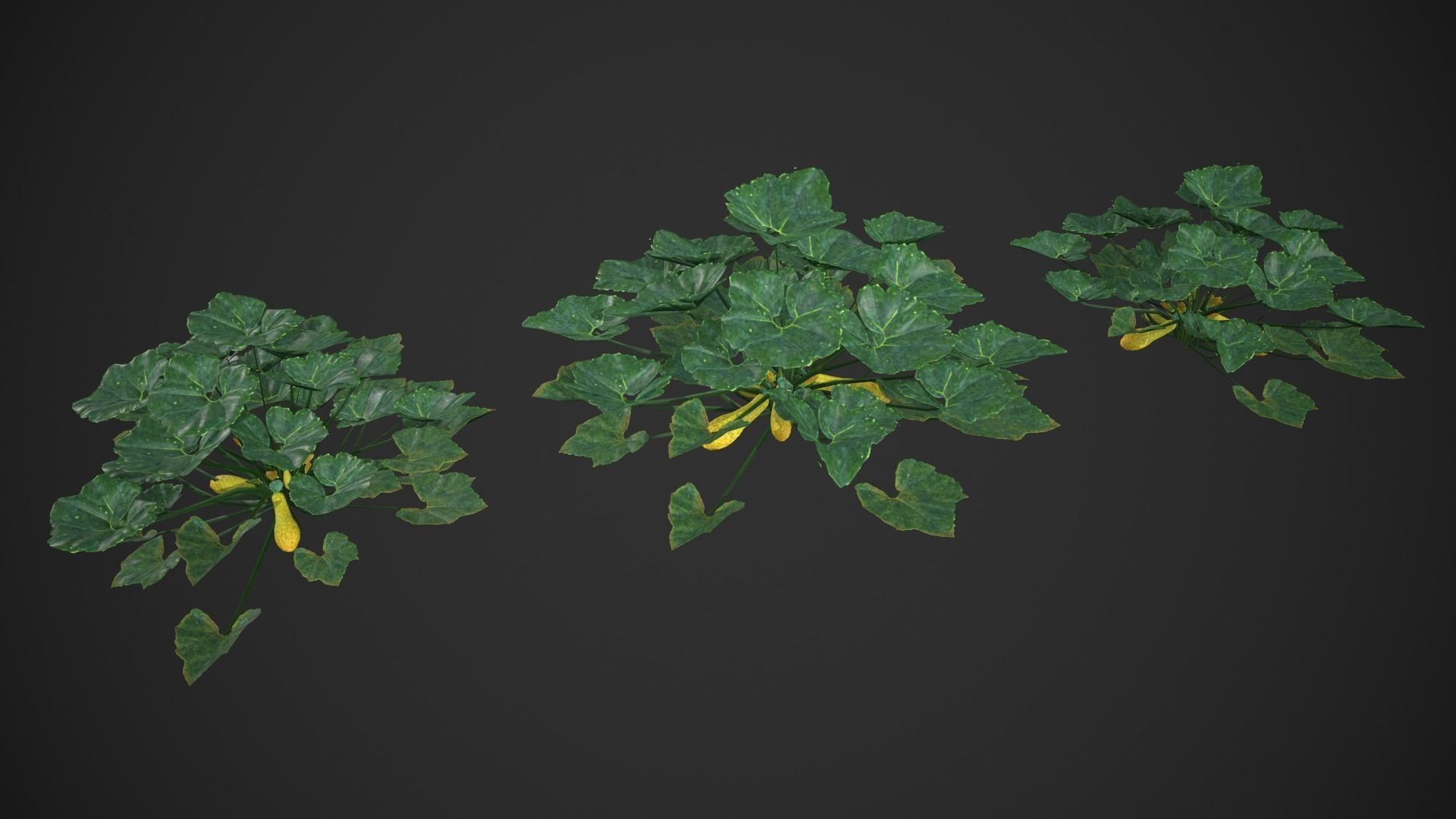 Squash Plant Low-poly 3D model_2