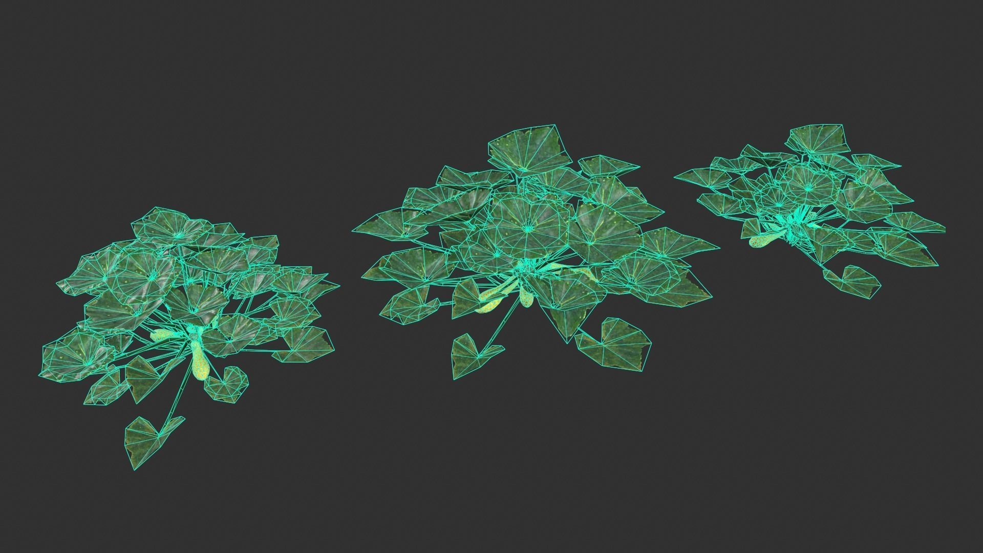 Squash Plant Low-poly 3D model_3