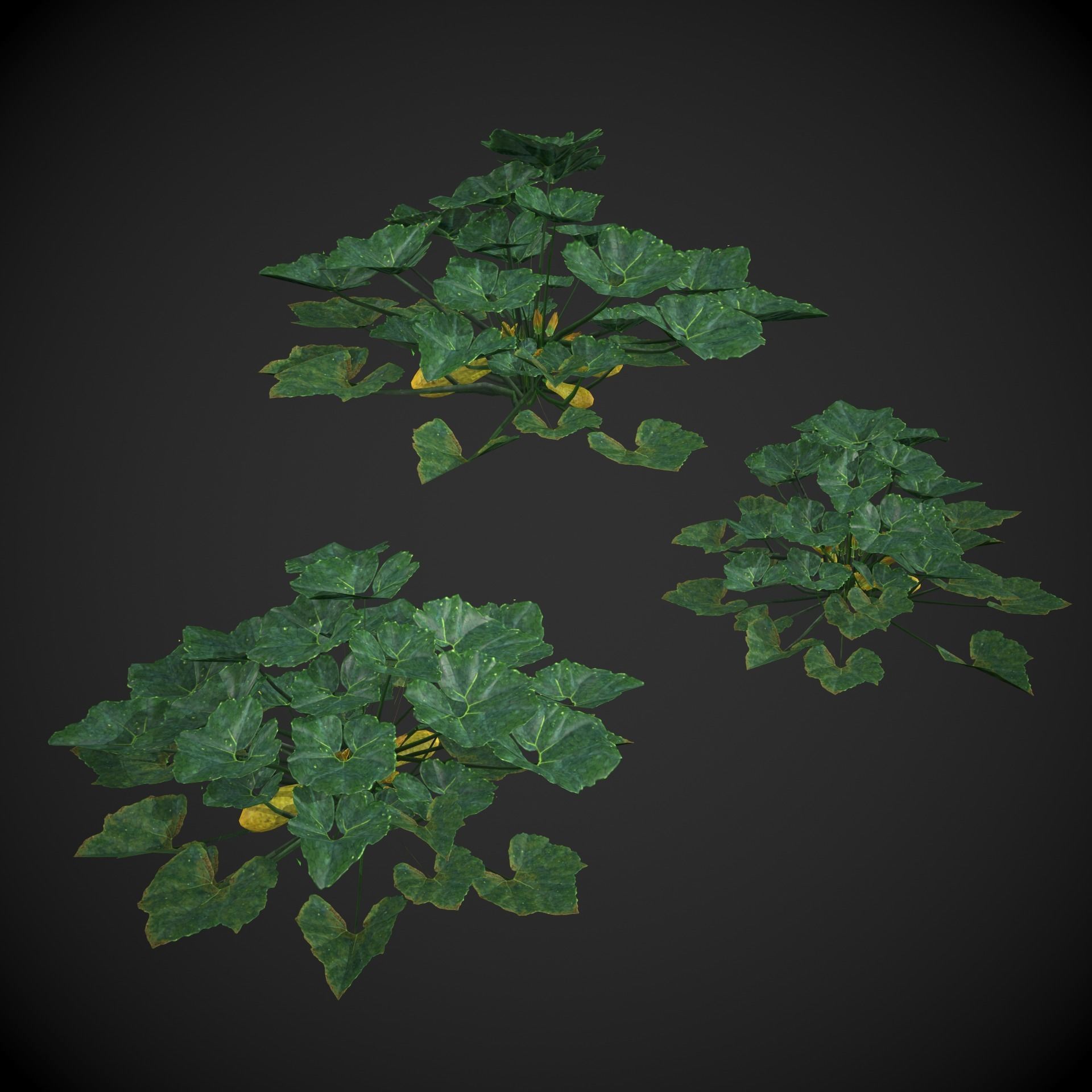 Squash Plant Low-poly 3D model_10