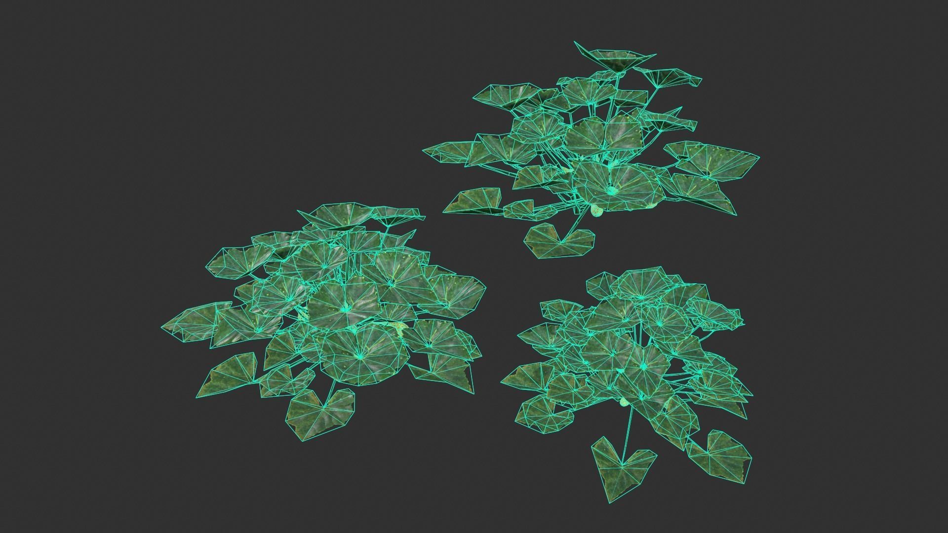 Squash Plant Low-poly 3D model_9