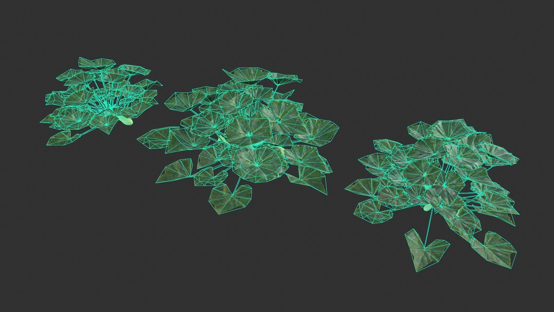 Squash Plant Low-poly 3D model_5