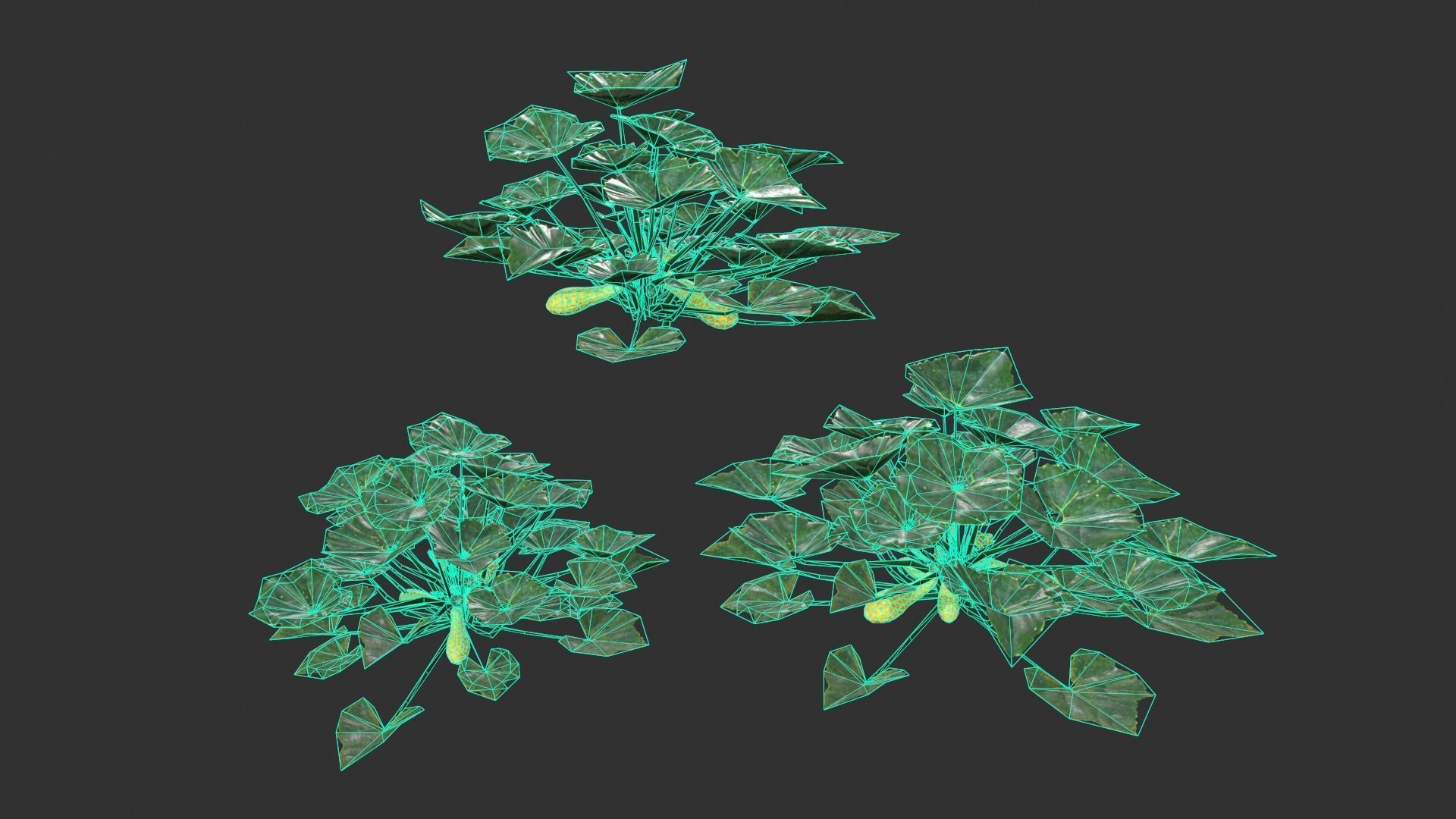 Squash Plant Low-poly 3D model_1
