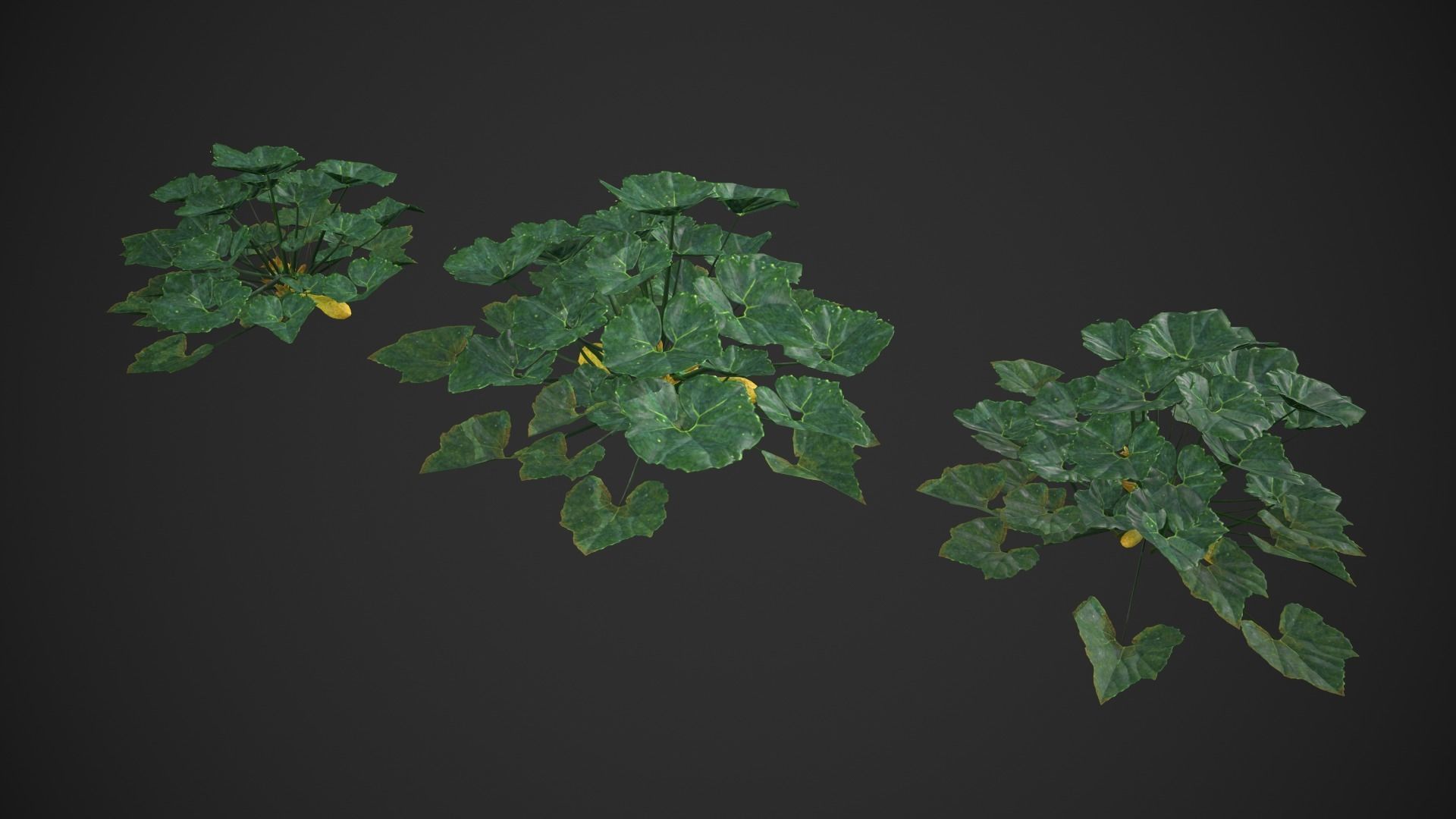 Squash Plant Low-poly 3D model_4