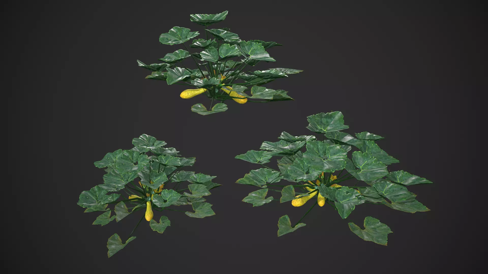 Squash Plant Low-poly 3D model_0