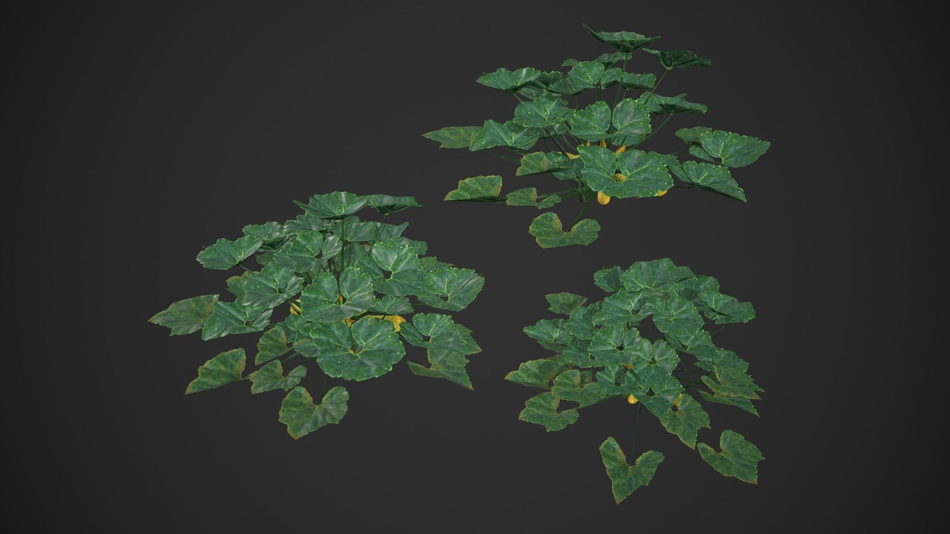 Squash Plant Low-poly 3D model_8