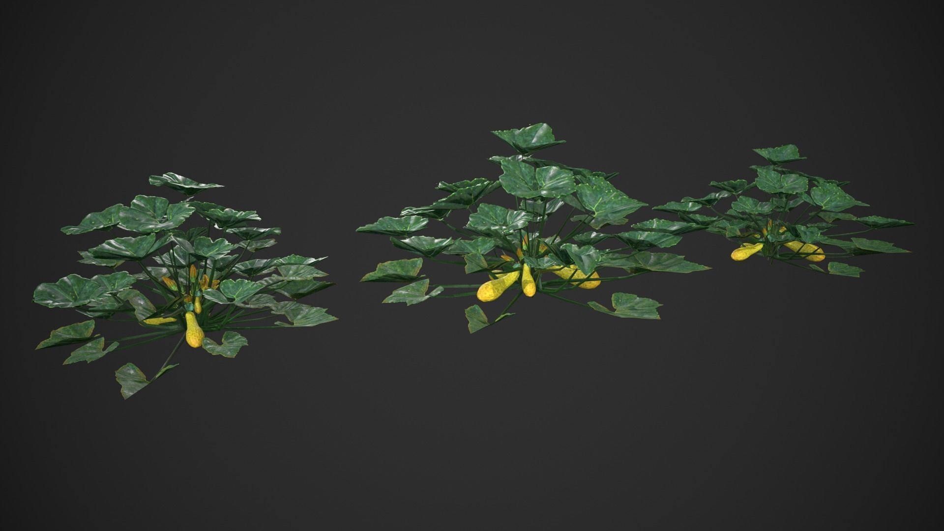 Squash Plant Low-poly 3D model_6