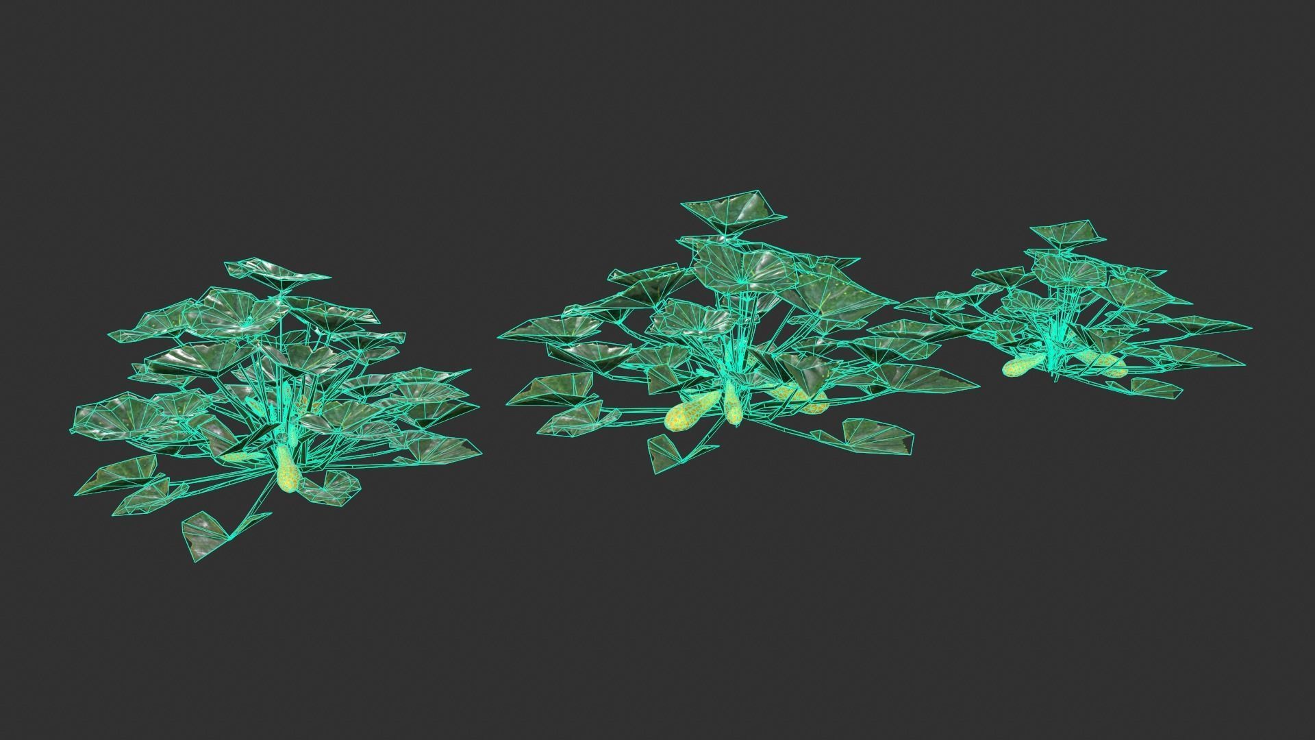 Squash Plant Low-poly 3D model_7