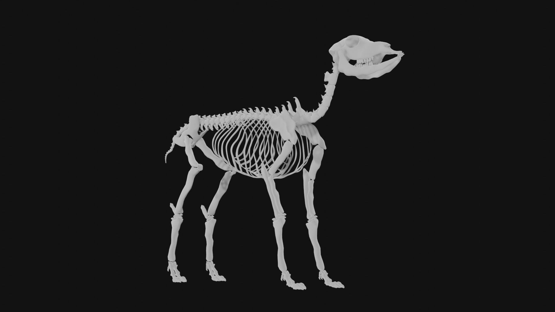 Doe skeleton 3D model_4
