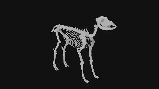 Doe skeleton 3D model