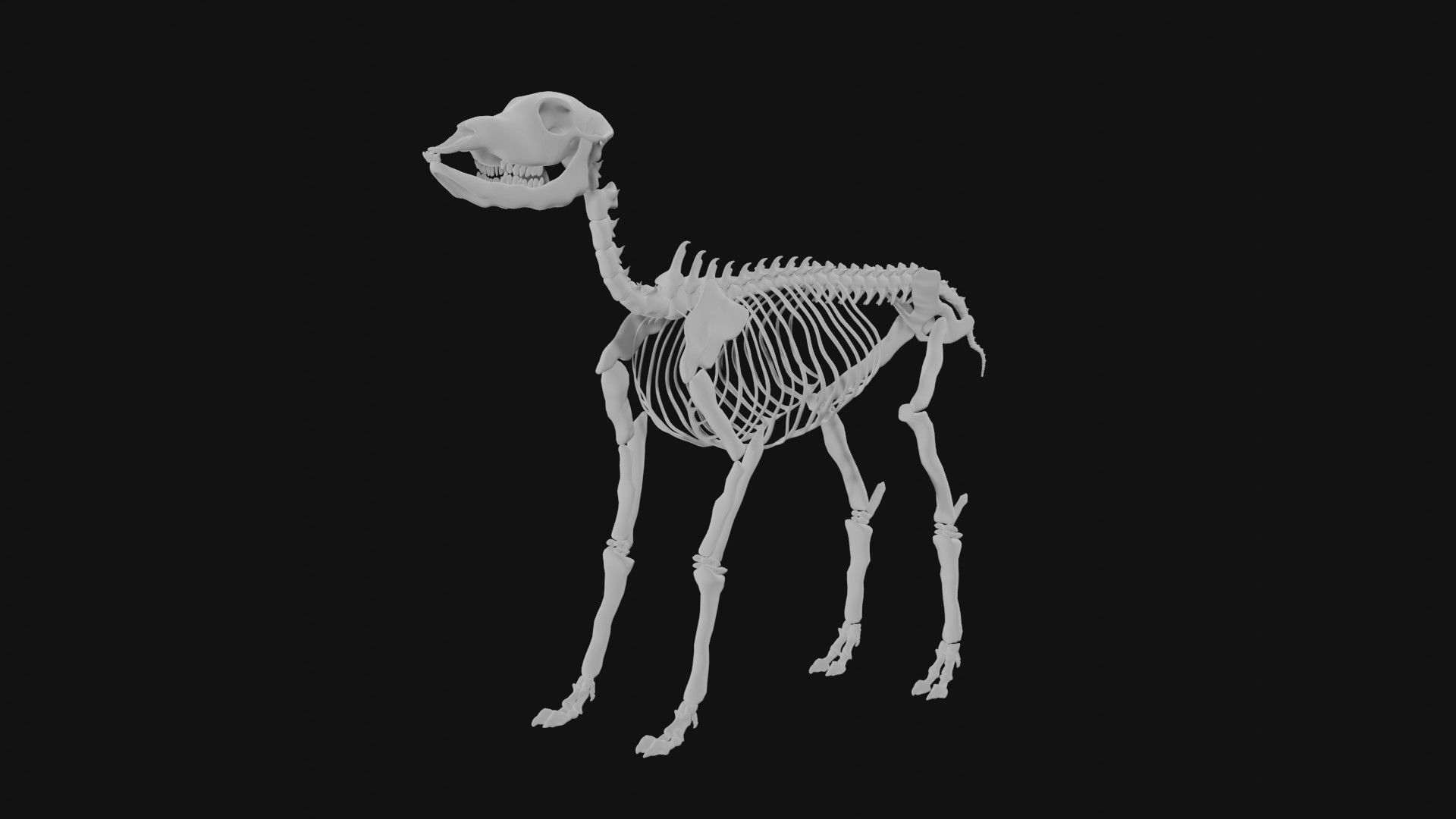 Doe skeleton 3D model_3