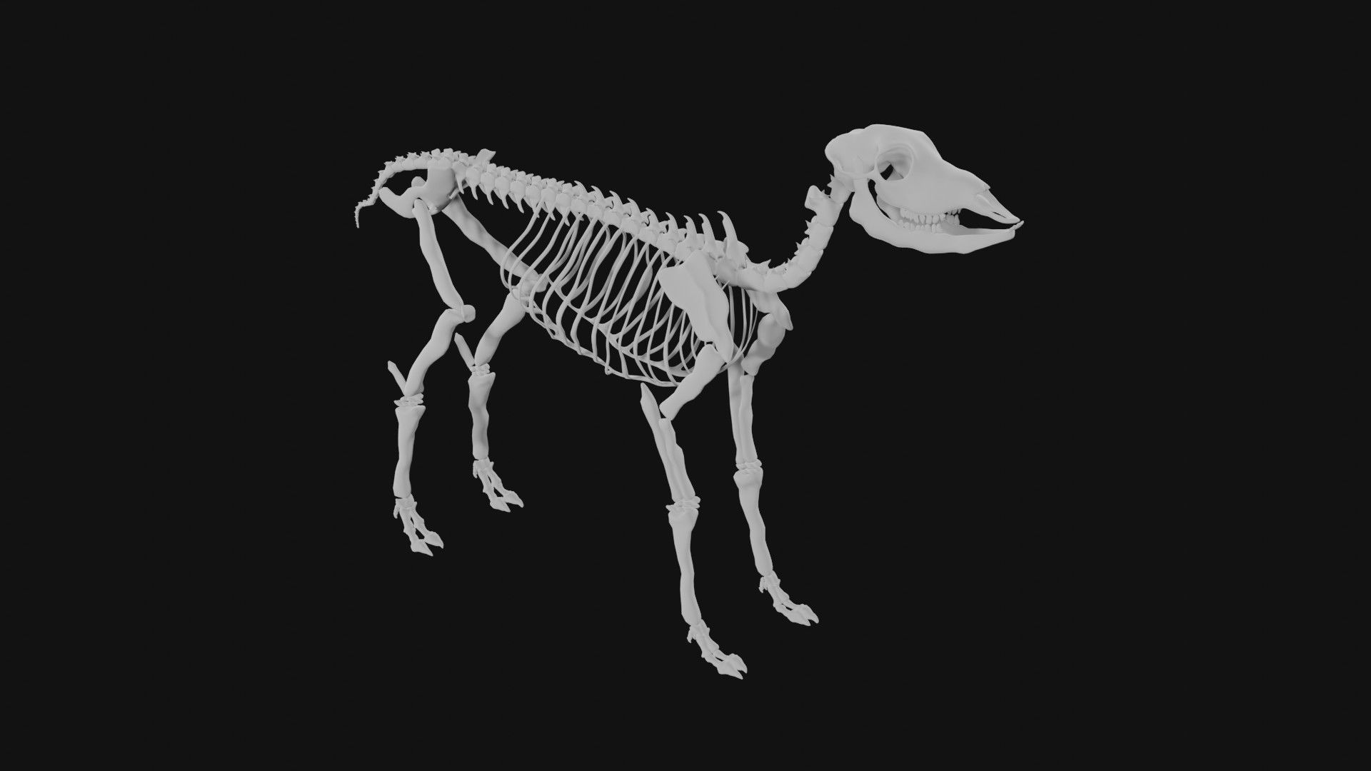 Doe skeleton 3D model_5