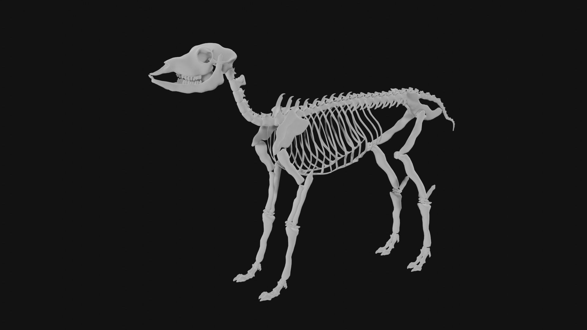 Doe skeleton 3D model_2
