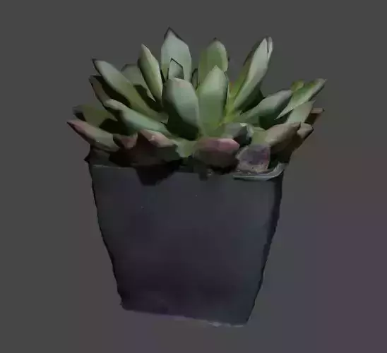 Succulent potted plant Hpoly and Lpoly
