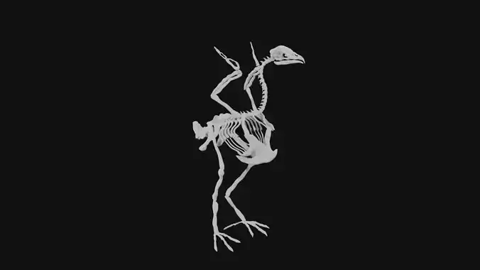 Turkey skeleton