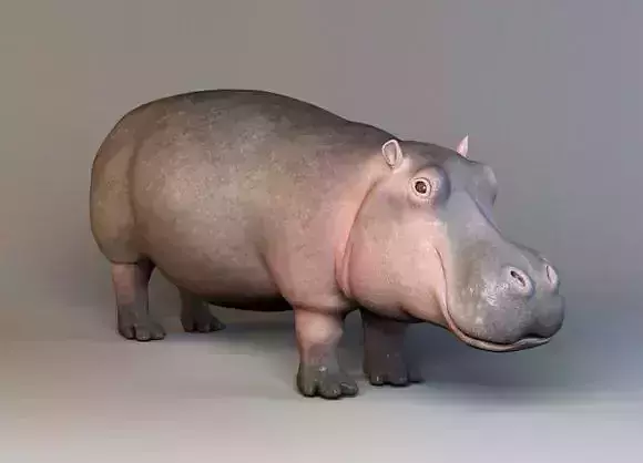 HIPPOPOTAMUS 3D MODEL hippo