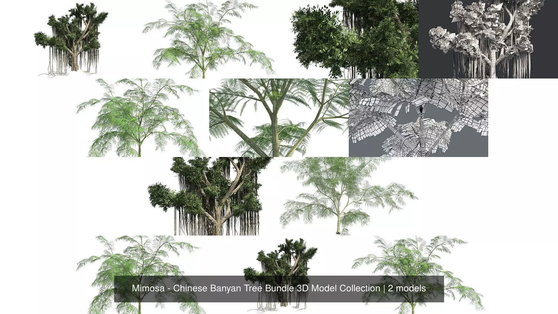 Mimosa - Chinese Banyan Tree Bundle 3D Model Collection _1