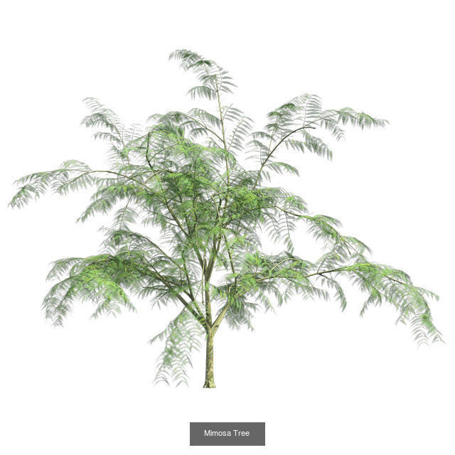 Mimosa - Chinese Banyan Tree Bundle 3D Model Collection _3