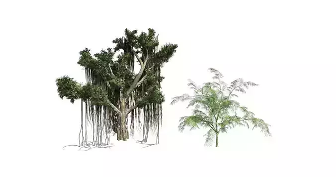 Mimosa - Chinese Banyan Tree Bundle 3D Model Collection 