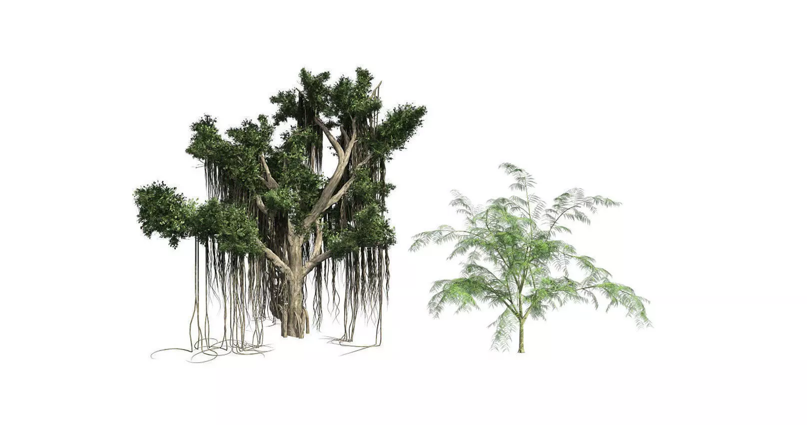 Mimosa - Chinese Banyan Tree Bundle 3D Model Collection _0