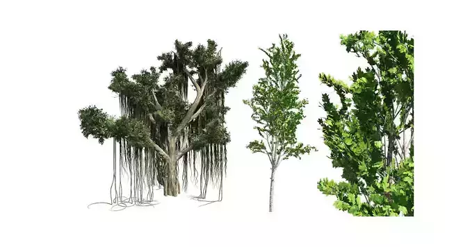 Mountain Maple  3D Model Collection