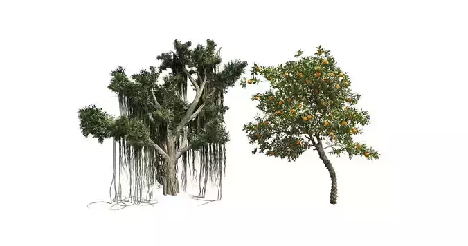 Orange Fruit Flower - Chinese Banyan Tree Bundle Collection 