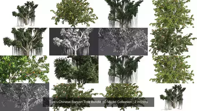 Tree - Chinese Banyan Tree Bundle 3D Model Collection