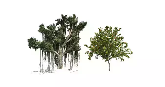  Tree - Chinese Banyan Tree Bundle 3D Model Collection 