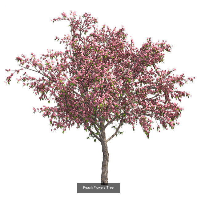 Peach Flowers - Chinese Banyan Tree Bundle 3D Model Collection _3