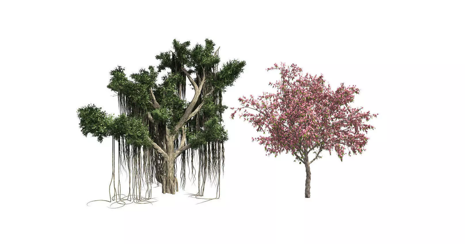 Peach Flowers - Chinese Banyan Tree Bundle 3D Model Collection _0