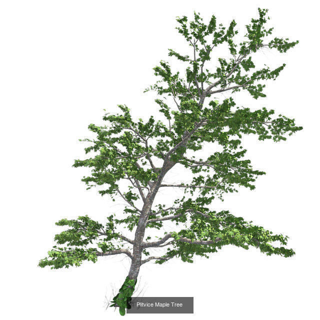 Plitvice Maple - Chinese Banyan Tree Bundle 3D Model Collection _3