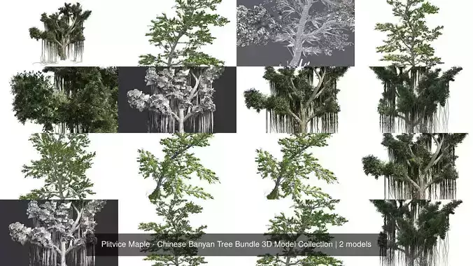 Plitvice Maple - Chinese Banyan Tree Bundle 3D Model Collection