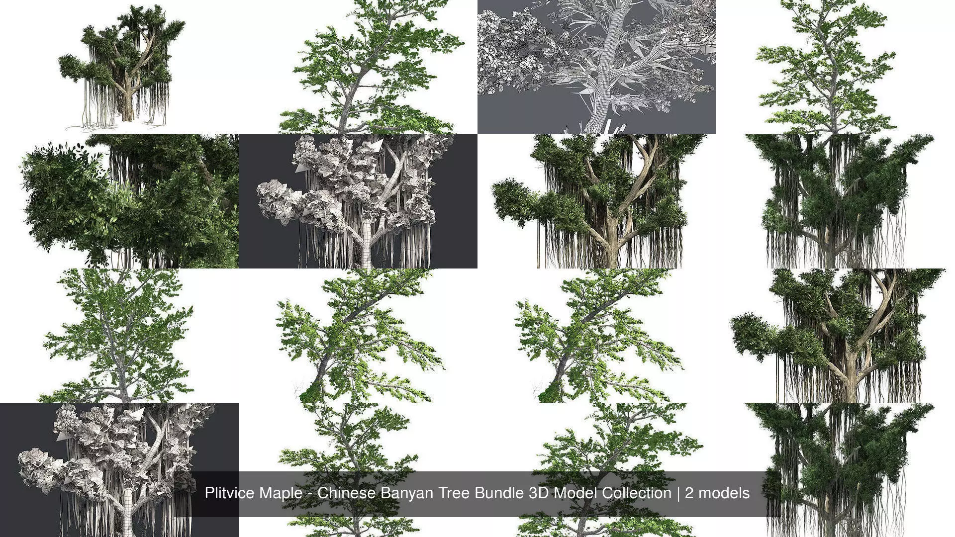Plitvice Maple - Chinese Banyan Tree Bundle 3D Model Collection _1