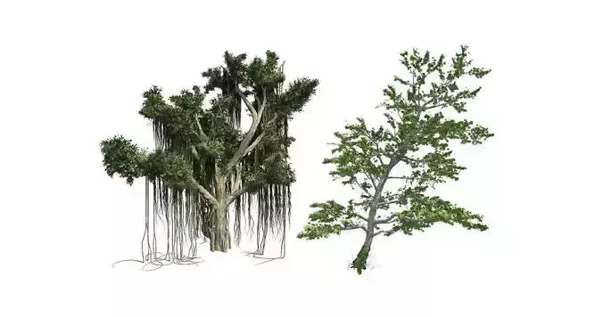 Plitvice Maple - Chinese Banyan Tree Bundle 3D Model Collection 