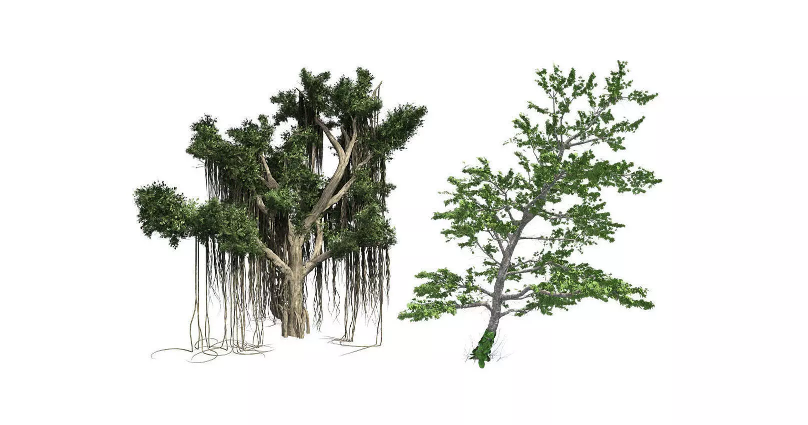 Plitvice Maple - Chinese Banyan Tree Bundle 3D Model Collection _0
